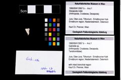 Foto (Objekt + Etikett) von Gabriella sp.  (NHMW-GEO-1990-0041-3957b)